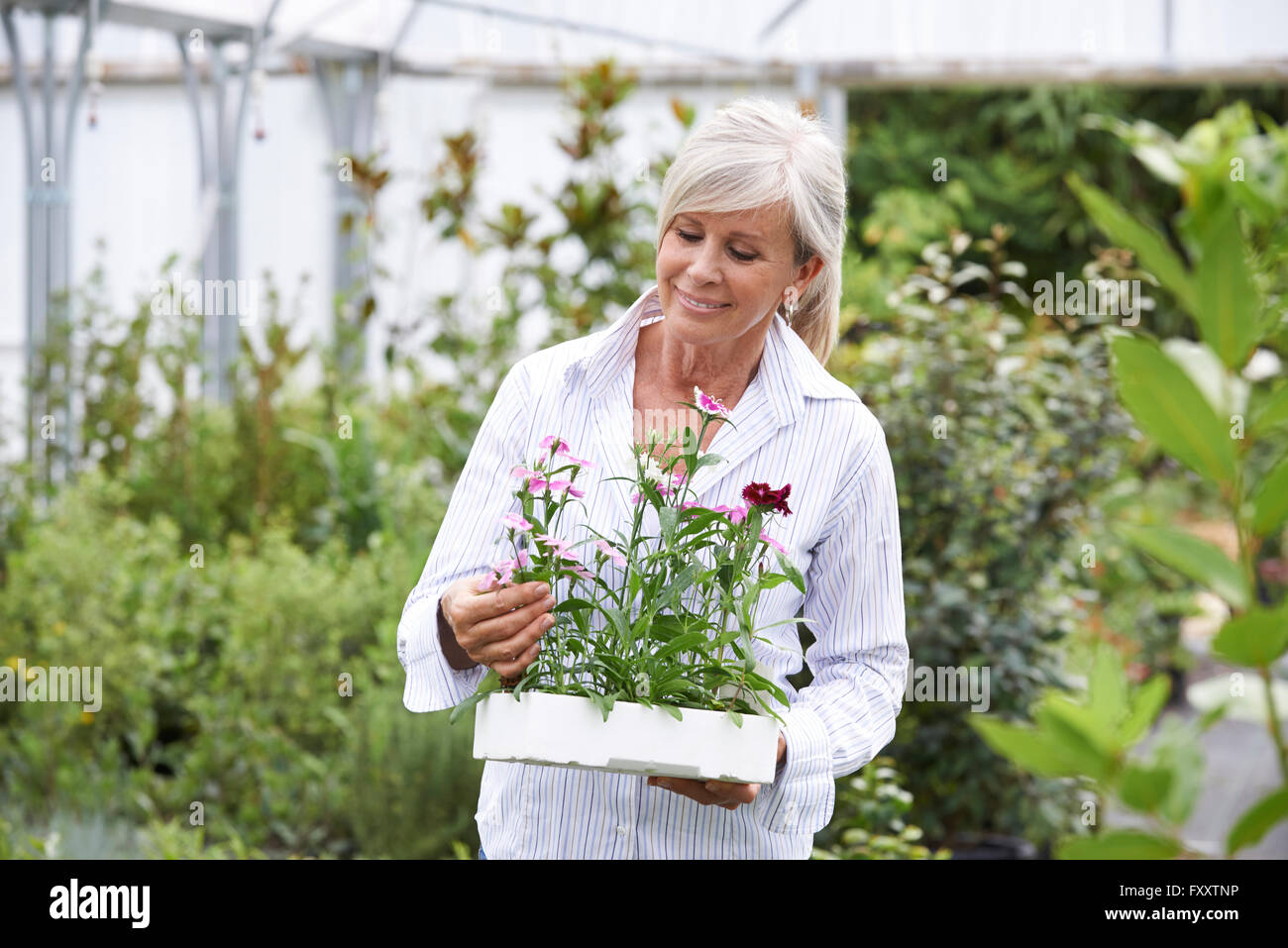 Reife Frau, die Auswahl von Pflanzen im Garten-Center Stockfoto