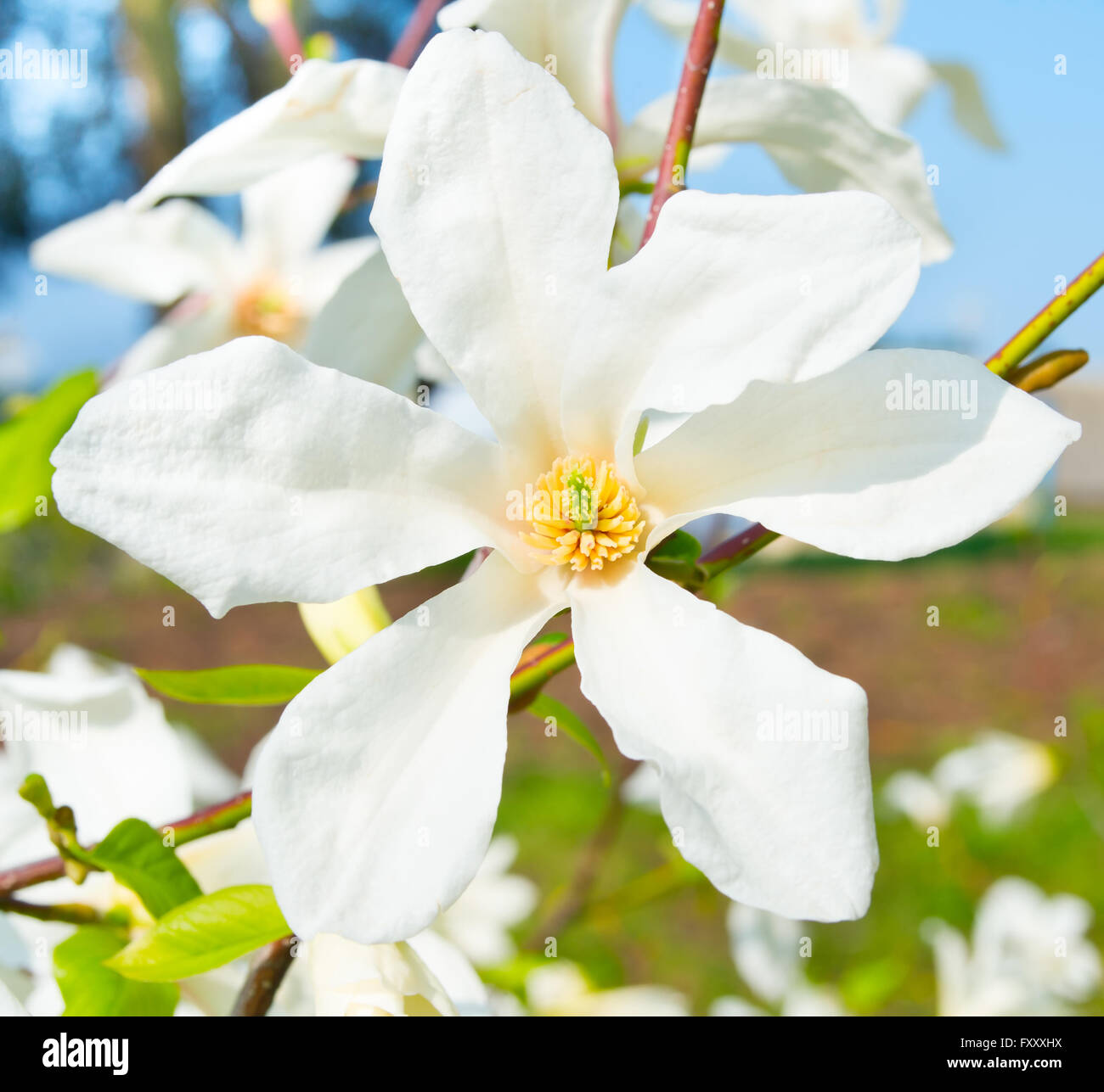 Nahaufnahme des weißen Magnolie Baum Blumen in einer Blüte Stockfoto