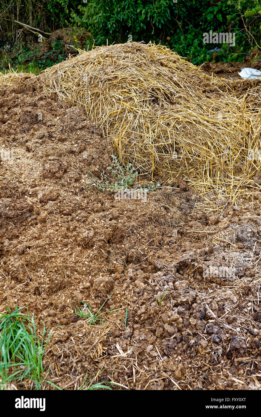 Haufen Gülle neben Schrebergarten, wo das Land für den Anbau von Obst und Gemüse zur Verfügung gestellt wird. Stockfoto