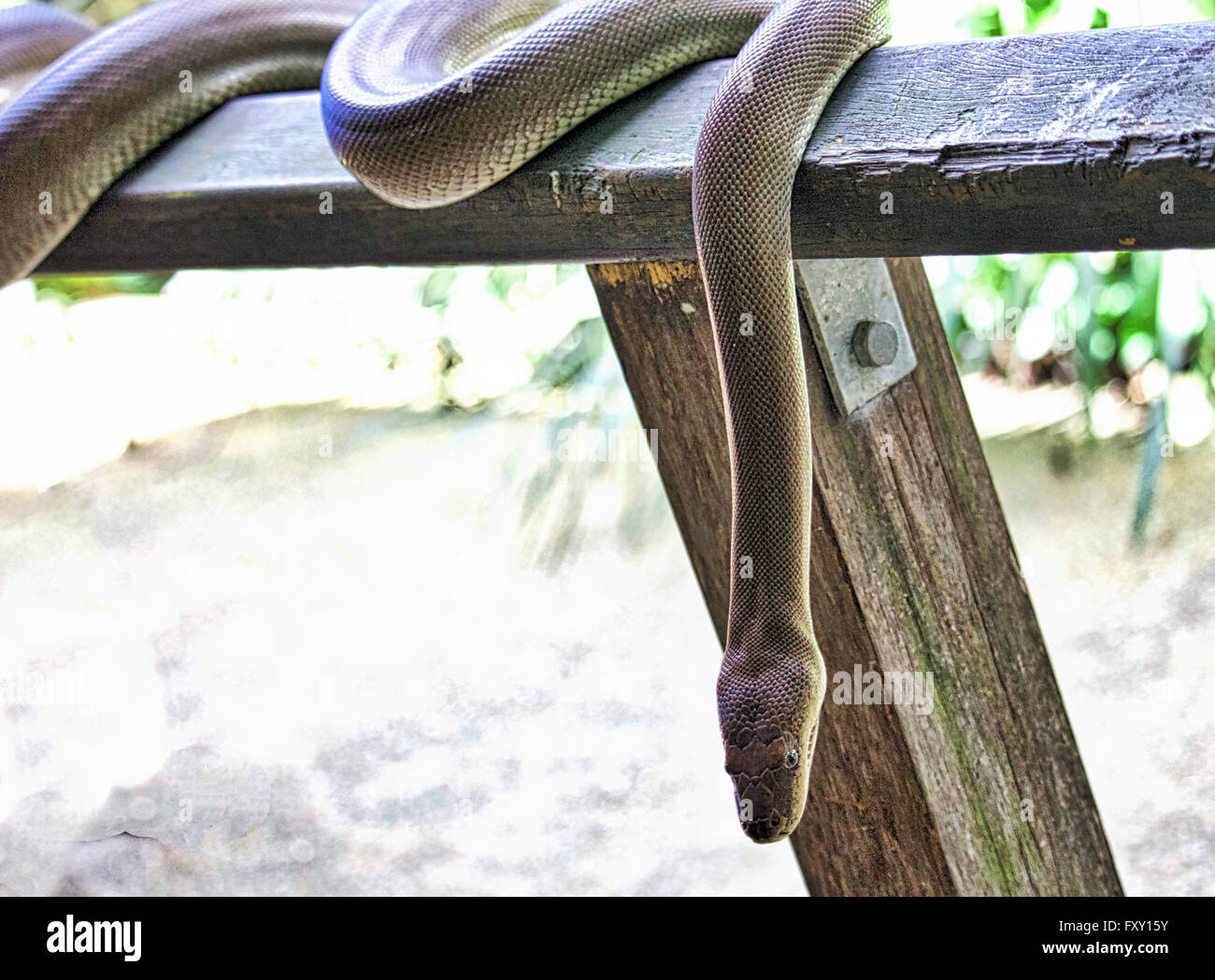 Eine australische Wasser Python (Liasis Fuscus) Stockfoto