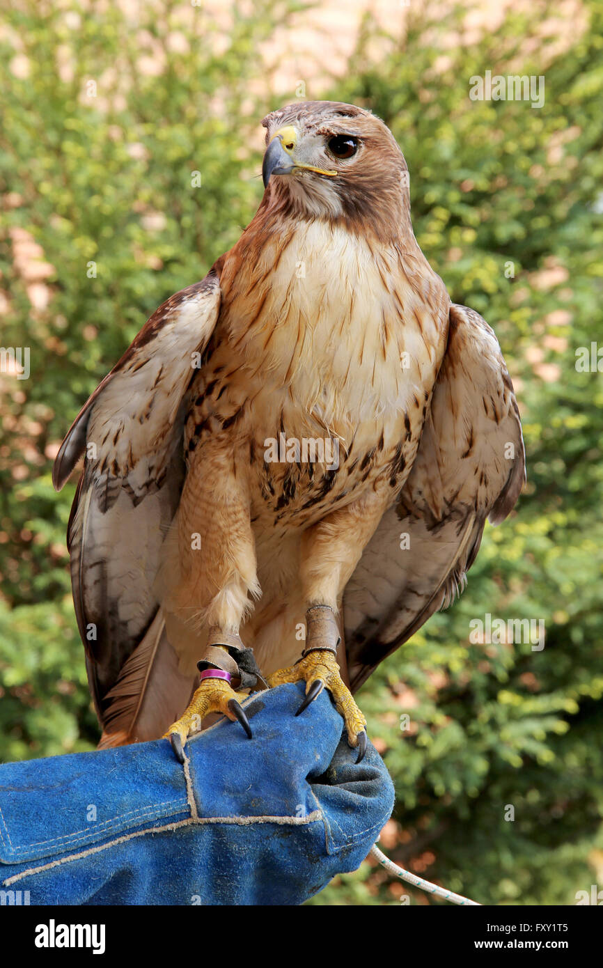 Bird Of Prey rot - angebundener Falke bekannt in den Vereinigten Staaten als chickenhawk Stockfoto