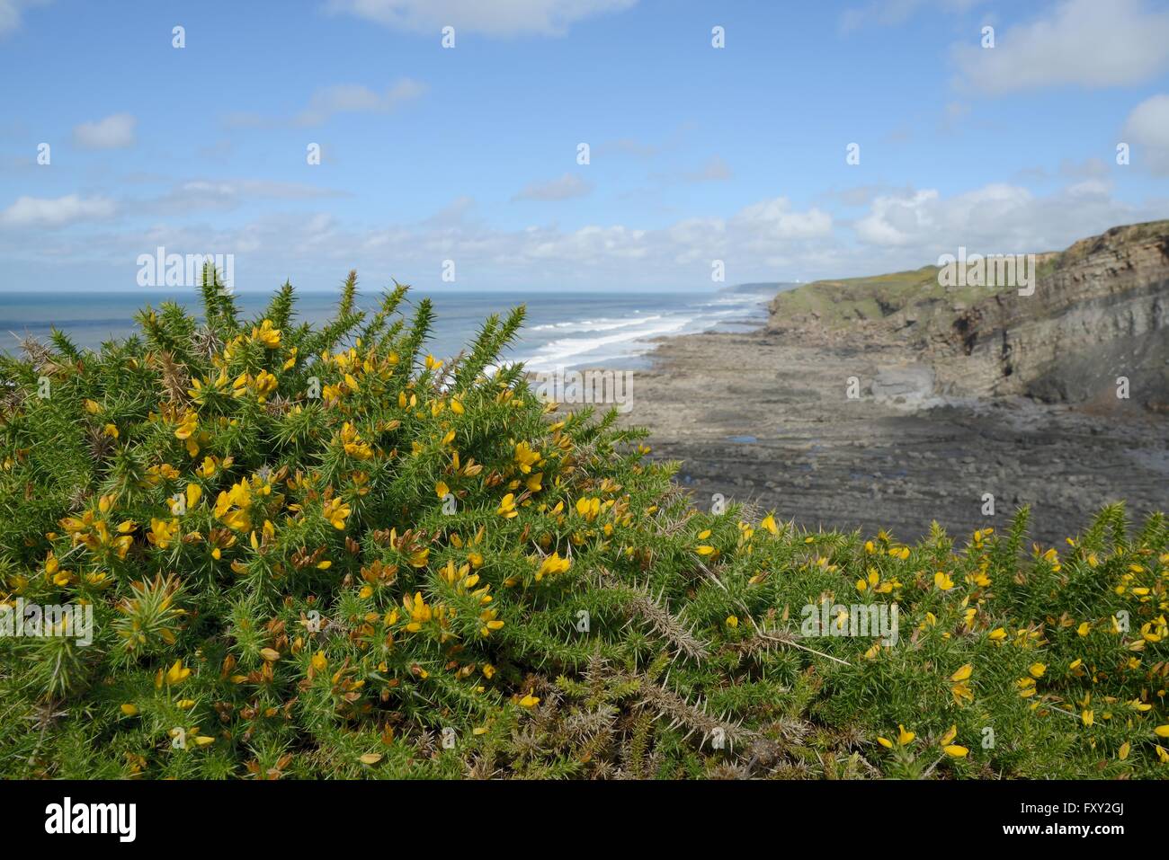 Western Stechginster (Ulex Gallii) Sträucher blühen auf eine Küstenstadt Klippe über einem felsigen Ufer, Widemouth Bay, Cornwall, UK, September Stockfoto