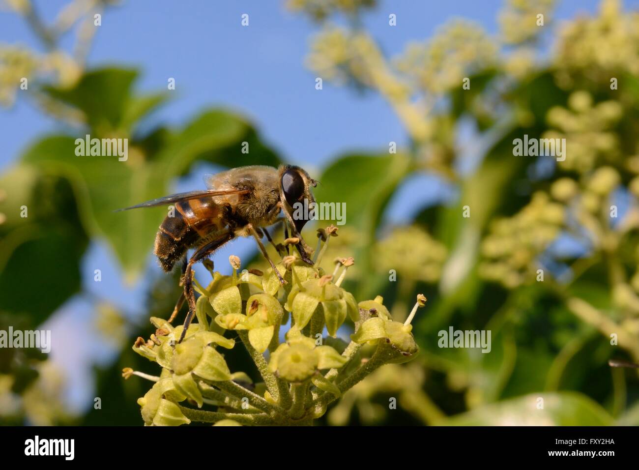 Hoverfly / Drohne fliegen (Eristalis Tenax) nutzt Rüssel Nektar aus einer Blume Efeu (Hedera Helix), Wiltshire Garten, nehmen UK Stockfoto