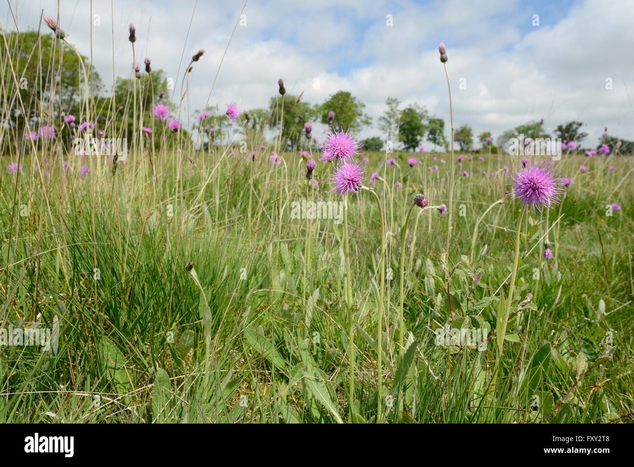 Wiese Disteln (Cirsium Dissectum) auf einer feuchten Culm Grünland Wiese, Devon, UK, Juni blühen. Stockfoto