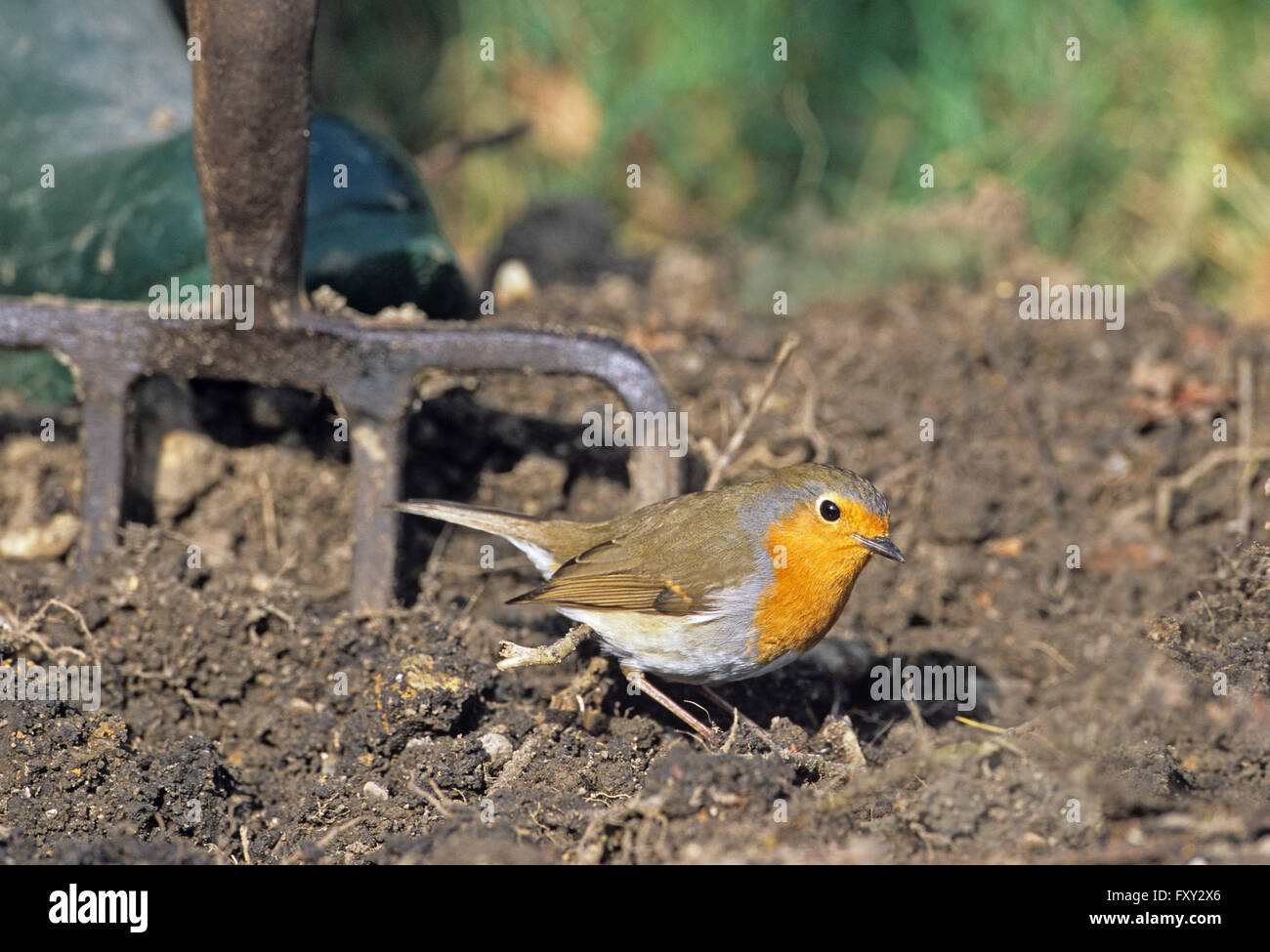 Robin Fütterung um Gärtner, wie er Würmer aus dem Boden macht zu zähmen Stockfoto