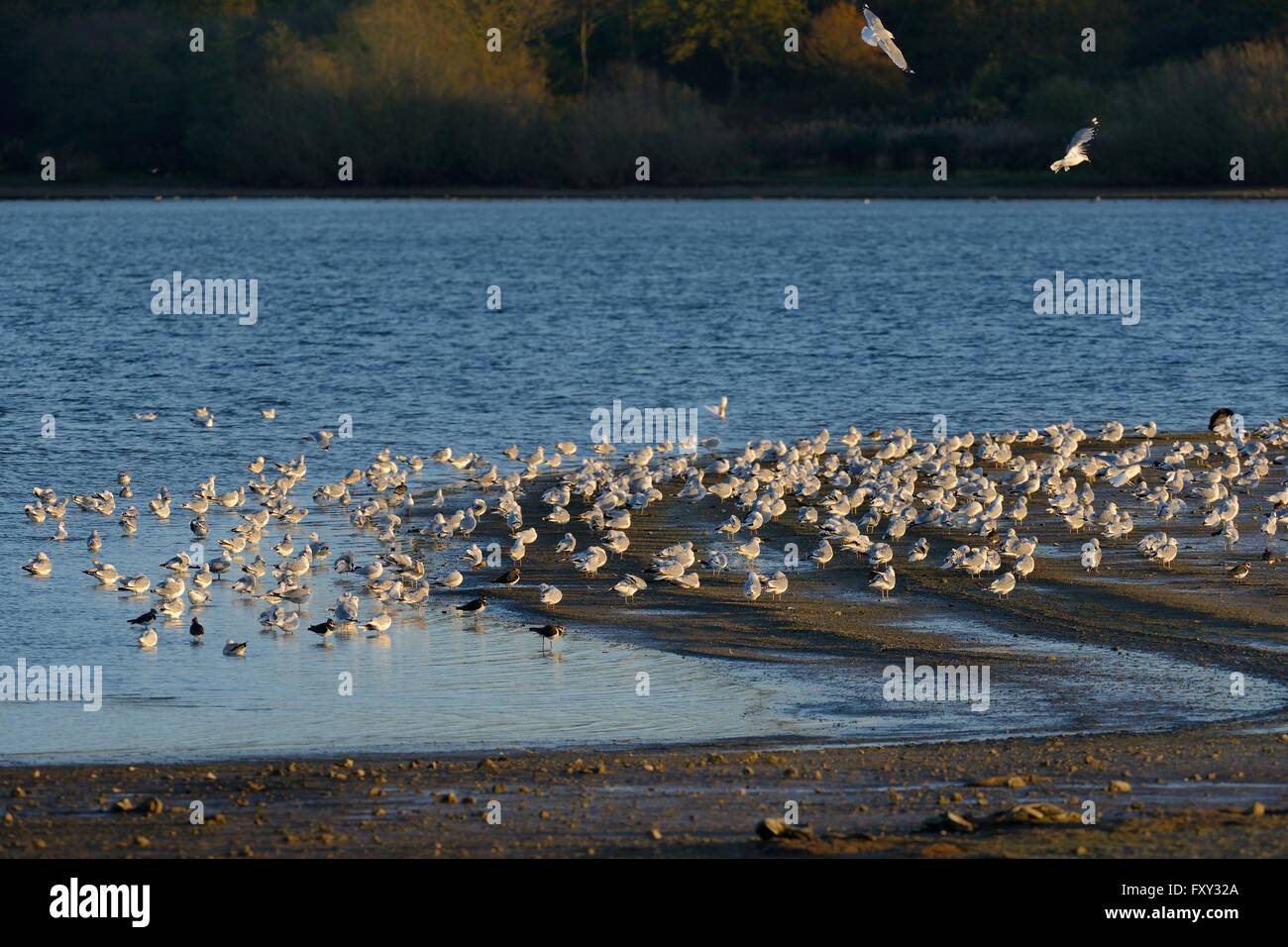 Gemeinsamen Gull (Larus Canus), Lachmöwe (Croicocephalus Ridibundus) und Kiebitz (Vanellus Vanellus) Schlafplatz auf Rutland Water. Stockfoto