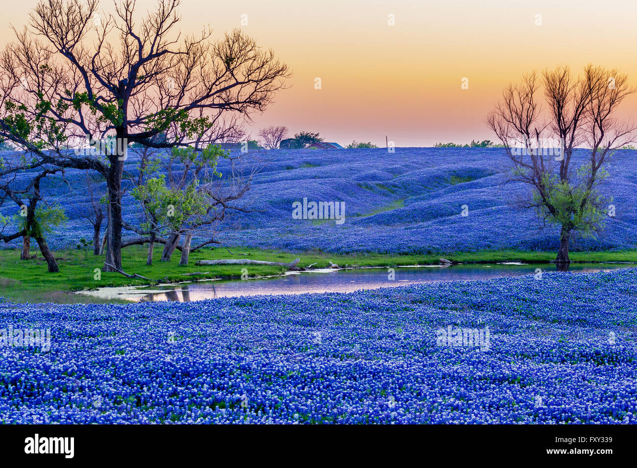Weiten Feld der Kornblume Blumen, Texas Staat Blume am Wegesrand Bluebonnet in Ennis / Texas. Stockfoto