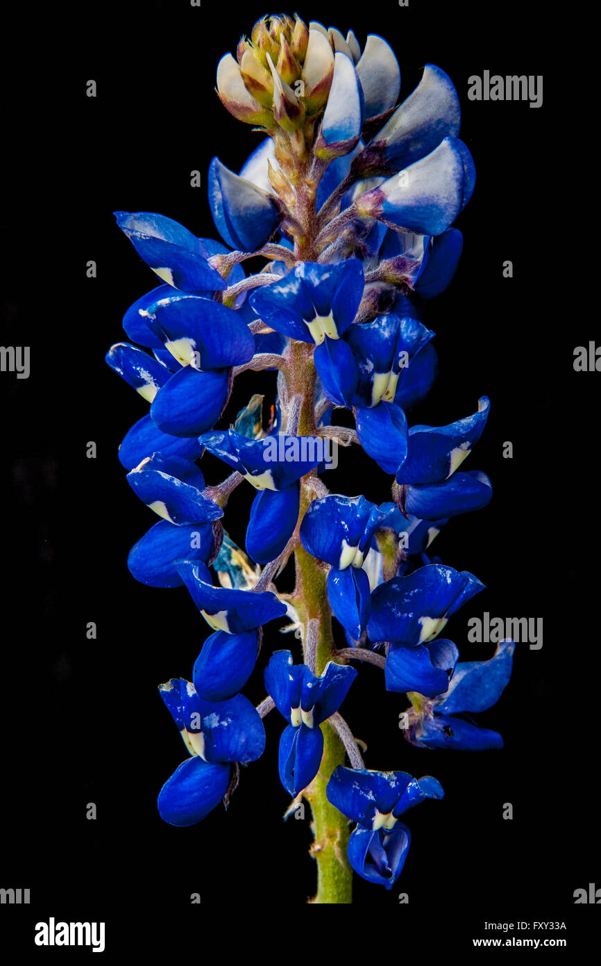 Isoliert auf schwarz Foto von einem Bluebonnet Wildblumen blühen. Stockfoto