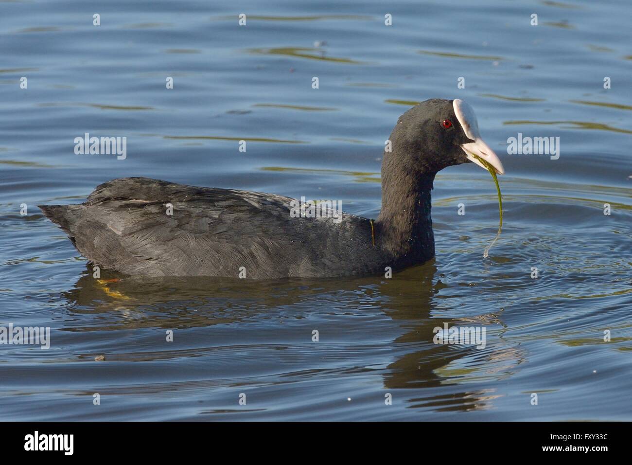 Blässhuhn (Fulica Atra) Essen Laichkräuter, die es für Coate Wasser, Swindon, Wiltshire, UK, Juni tauchte hat. Stockfoto