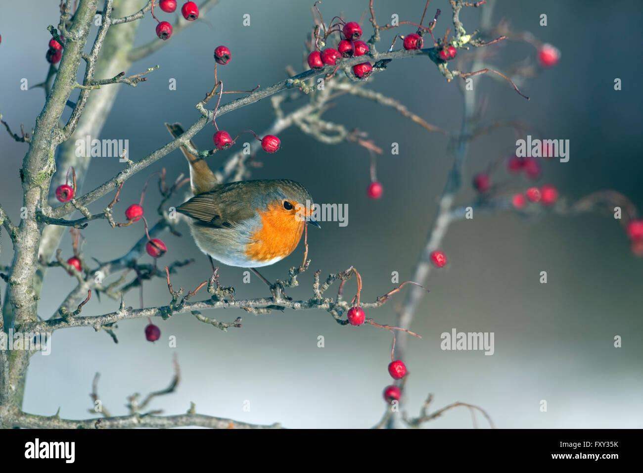 Robin Erithacus Rubecula im Winter gehockt Weißdornbeeren Stockfoto