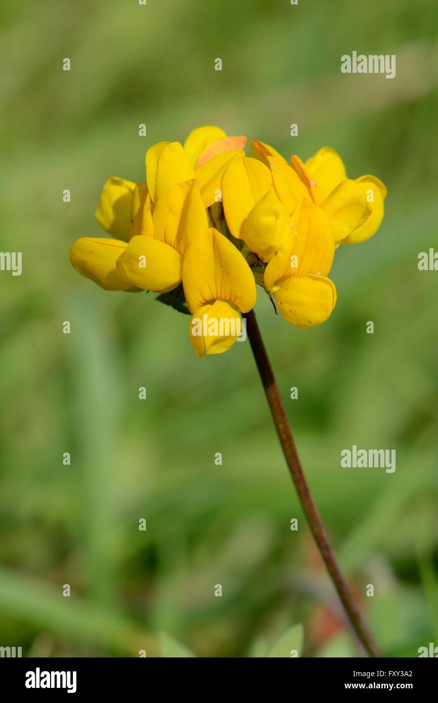 Größere / Marsh Birdsfoot Kleeblatt (Lotus Pedunculatus) blühen im feuchten Grünland, Cornwall, UK, September. Stockfoto