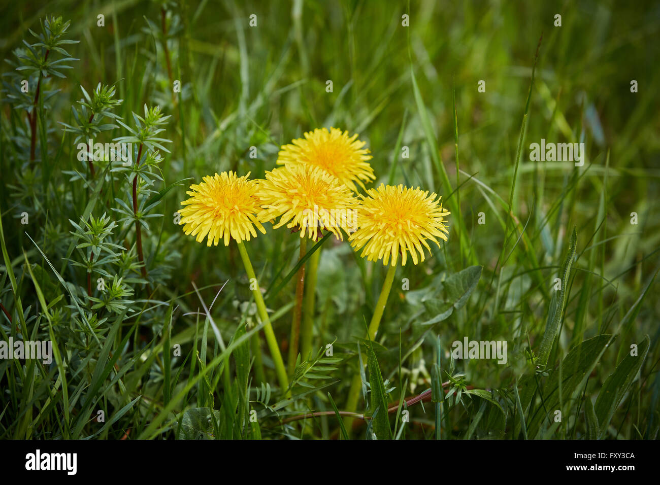 Gruppe von Löwenzahn die grüne Gras der Wiesen Stockfoto