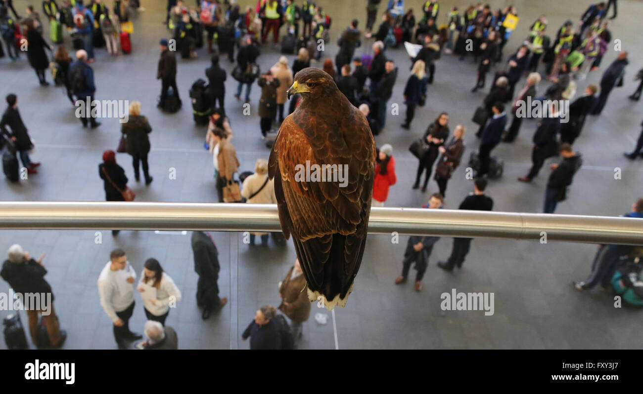 Harris Hawk Vogel Nageltiereverscheucher in der Bahnhofshalle an der Kings cross Station Euston Road Kings Cross London England UK GB EU Europa Stockfoto
