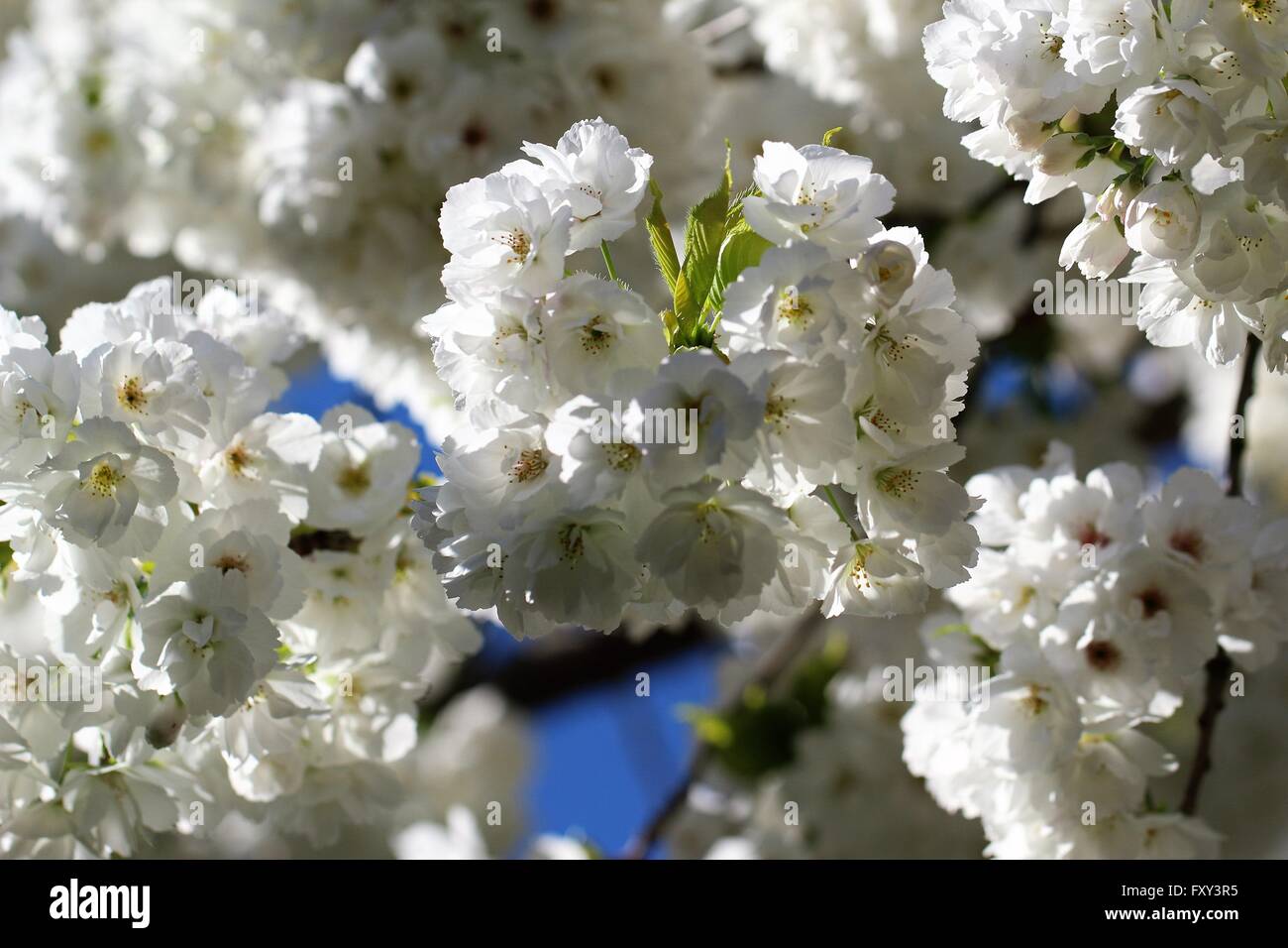 Spring Blossom Baum Stockfoto