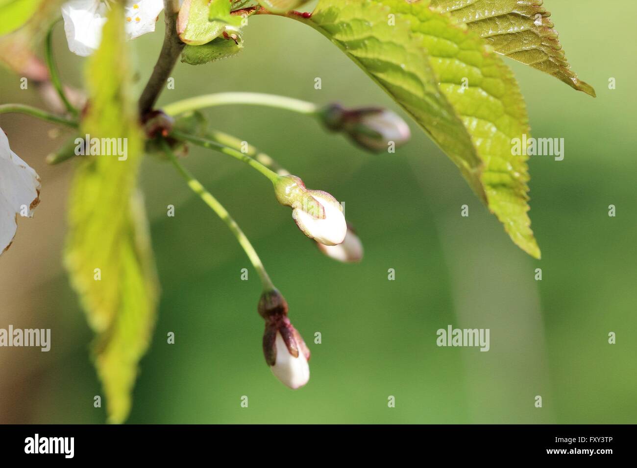 Spring Blossom Baum Stockfoto