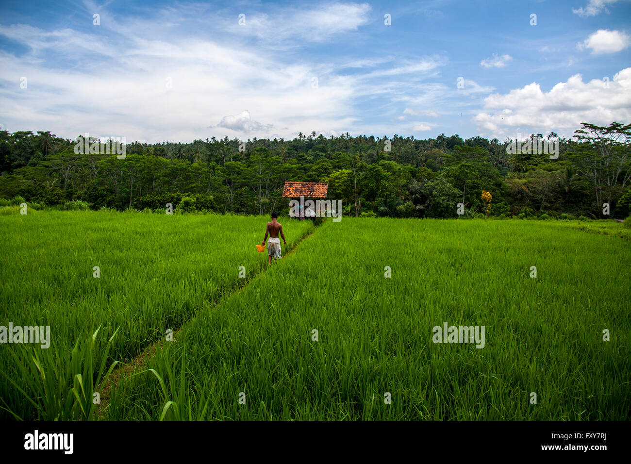 Reisfelder auf Bali, Indonesien Stockfoto