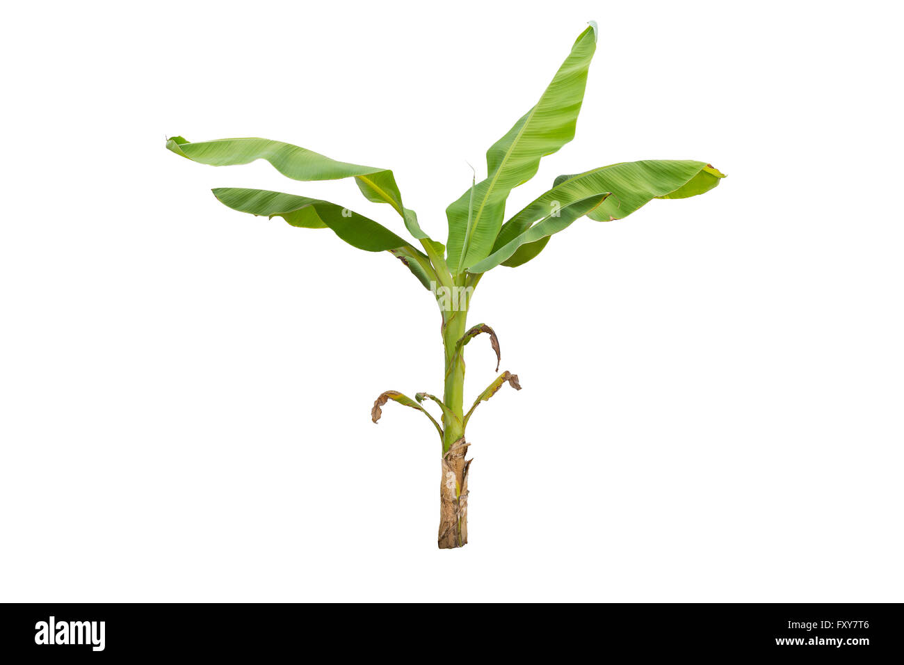 Kleine grüne Bananenstaude isoliert auf weißem Hintergrund Stockfoto