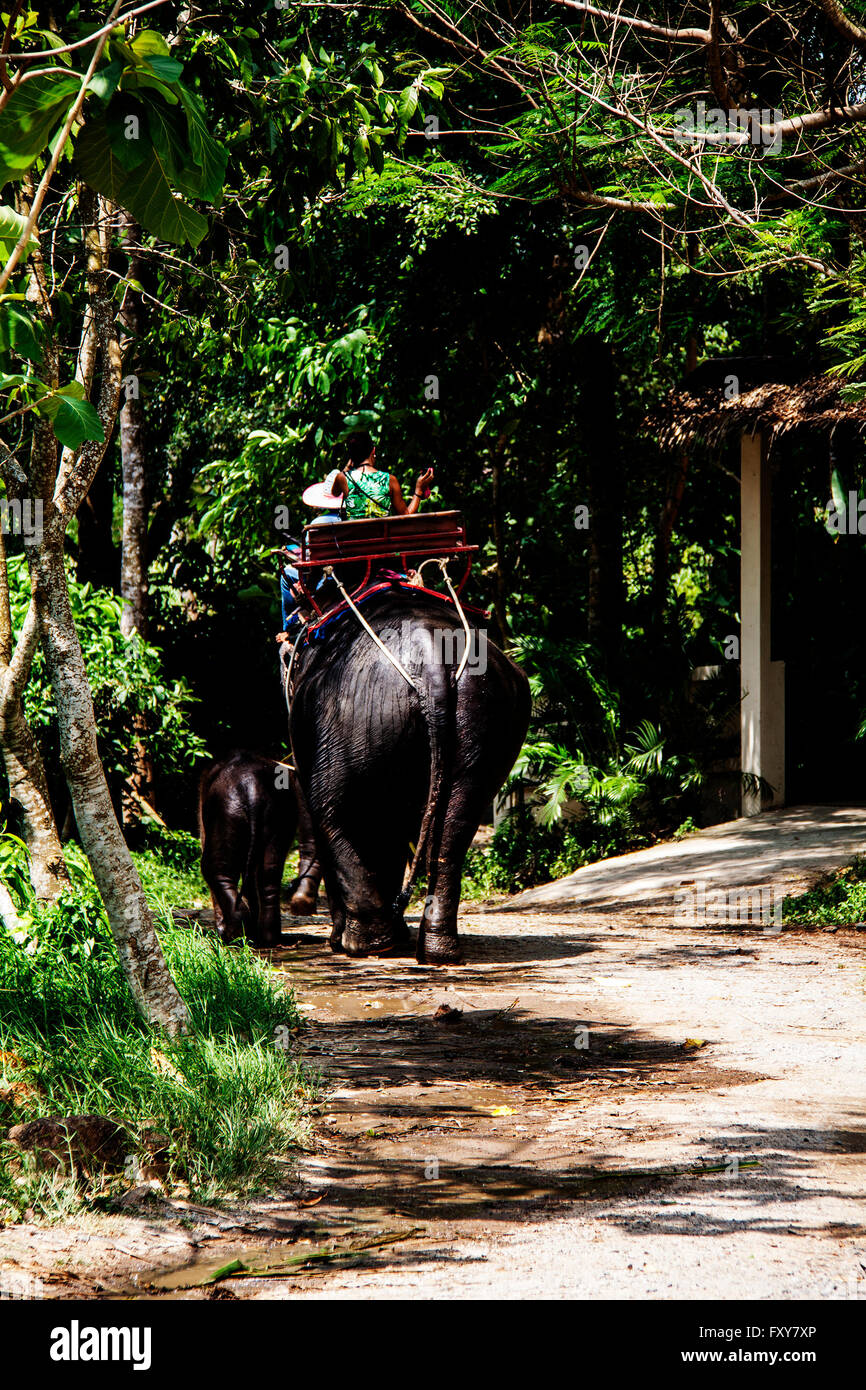 Elefanten Trekking auf Koh Samui, Thailand Mama und baby-Elefanten-trekking auf dem Rücken zusammen mit Fahrer Stockfoto