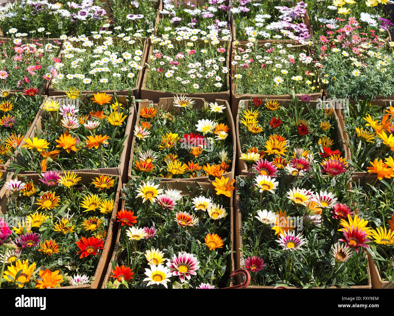Blumen zum Verkauf - Blumenmarkt Stockfoto