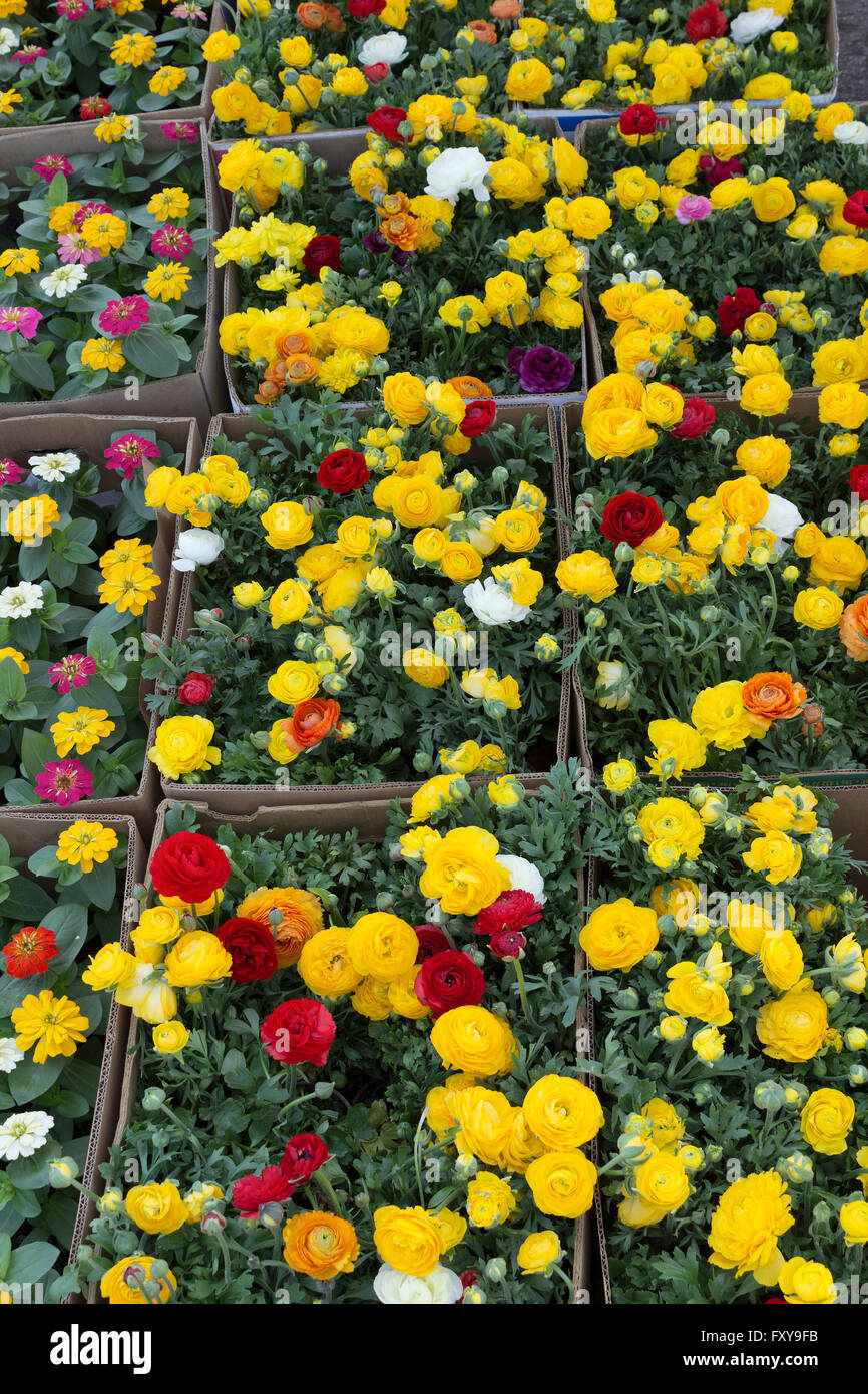 Frische Blumen zum Verkauf Stockfoto