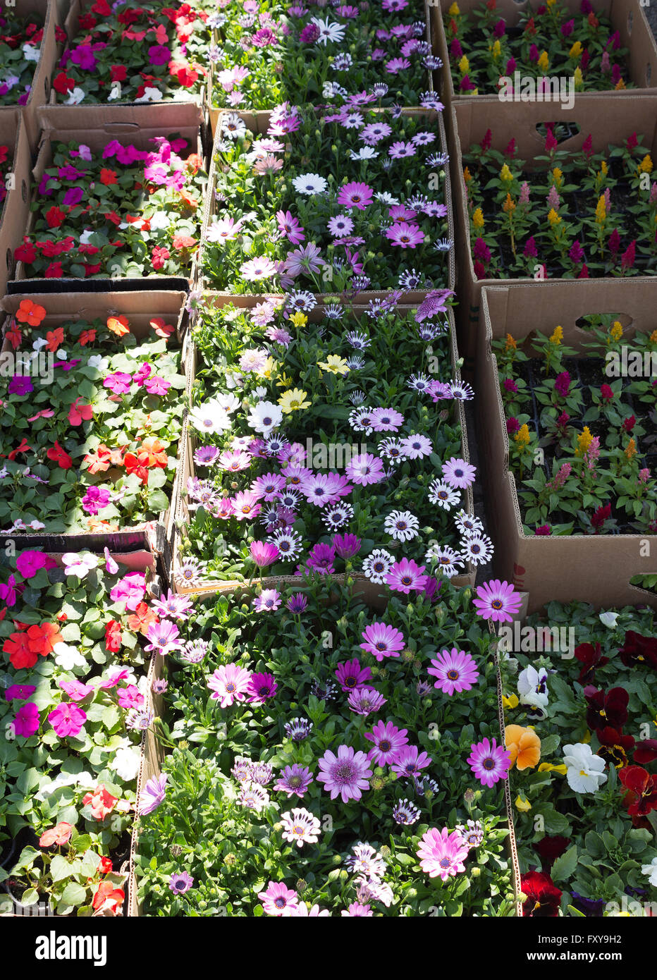 Frühlingsblumen in den Blumenmarkt Stockfoto