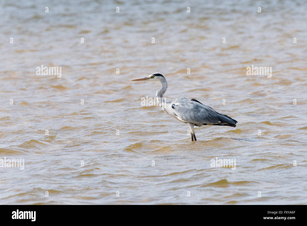 Graue Reiher (Ardea Cinerea) im Fluss, Namibia, 2015 stehen Stockfoto