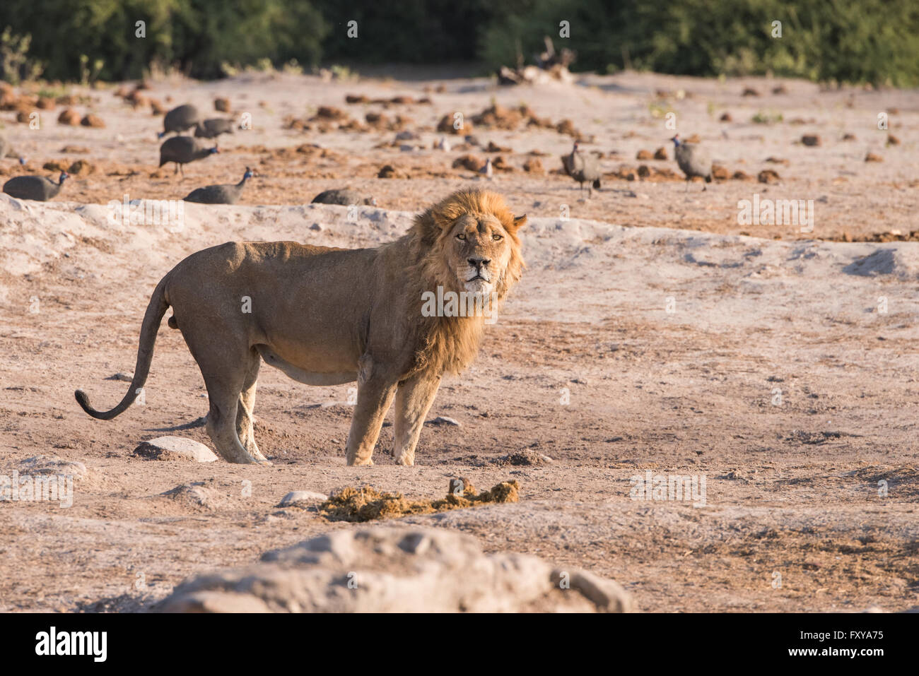 Einzigen männlichen Löwen (Panthera Leo) am Wasserloch in den frühen Morgenstunden, Botswana, 2015 Stockfoto