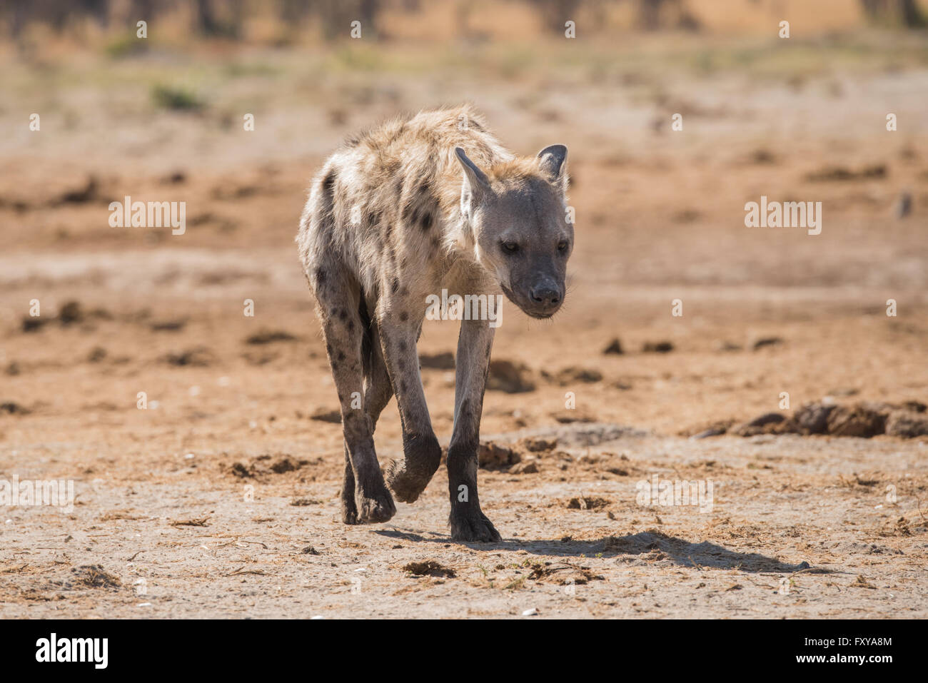 Jung entdeckte Hyänen (Crocuta Crocuta) zu Fuß in Richtung Kamera, Botswana, 2015 Stockfoto