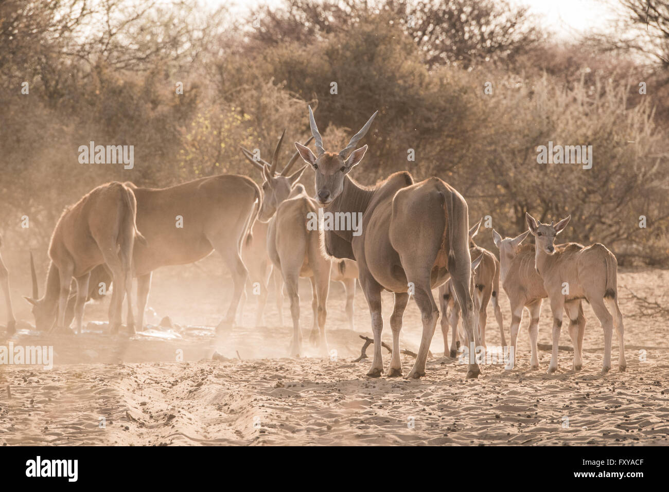 Eland Gruppe (Tauro Oryx) von Erwachsenen und Kälber am Wasserloch, Namibia Stockfoto