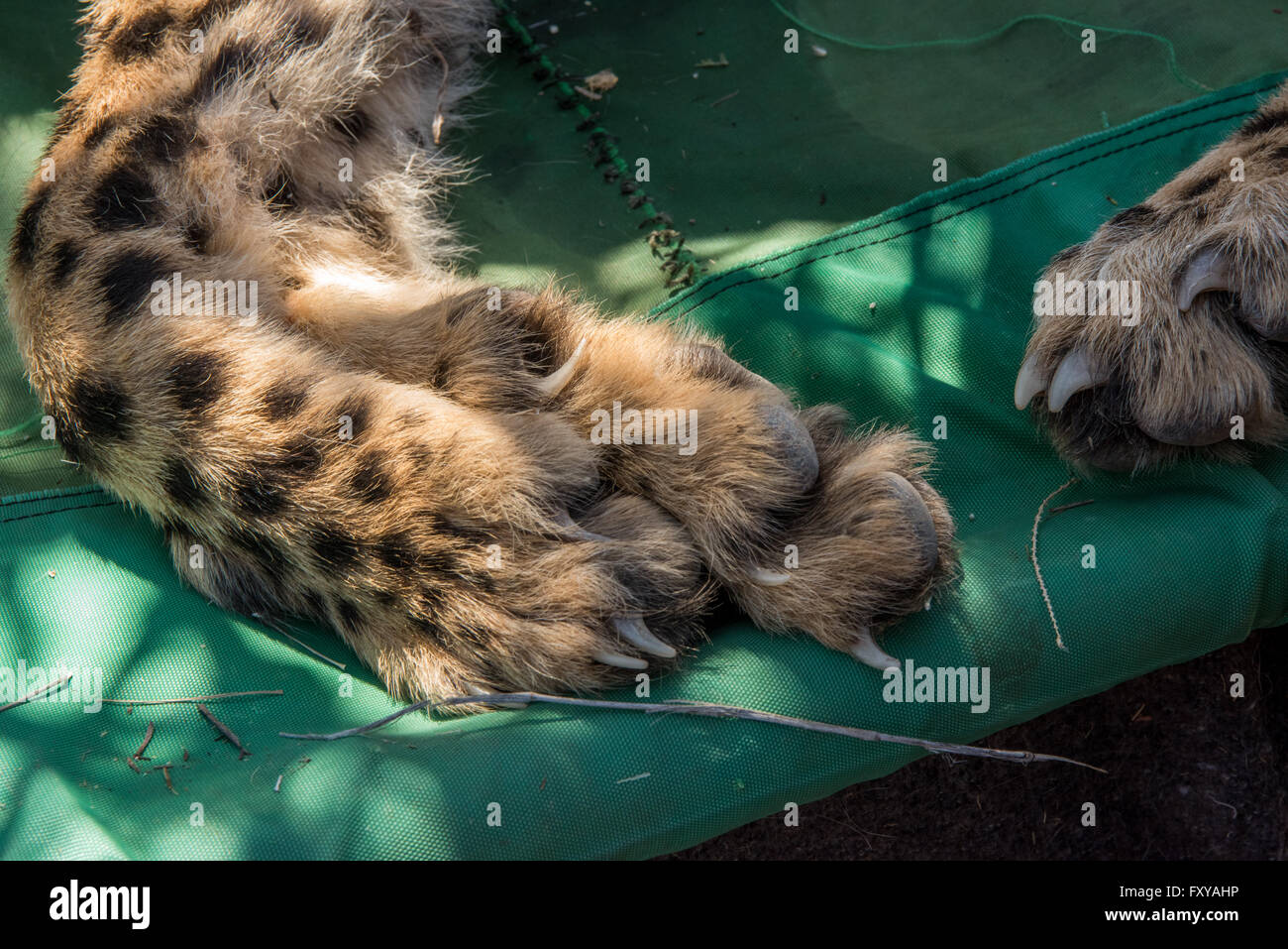 Nahaufnahme der Gepard (Acinonyx Jubatus) Fuß, Zehen, Krallen und Nägel während sediert, Namibia Stockfoto