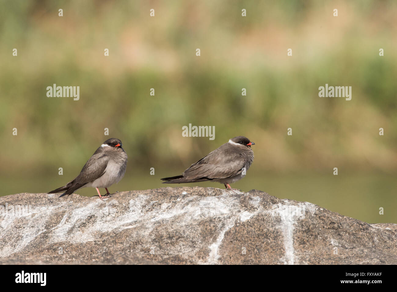 Paar Rock Brachschwalben (Glareola Nuchalis) stehen auf Felsen in der Mitte des Flusses, Namibia, 2015 Stockfoto