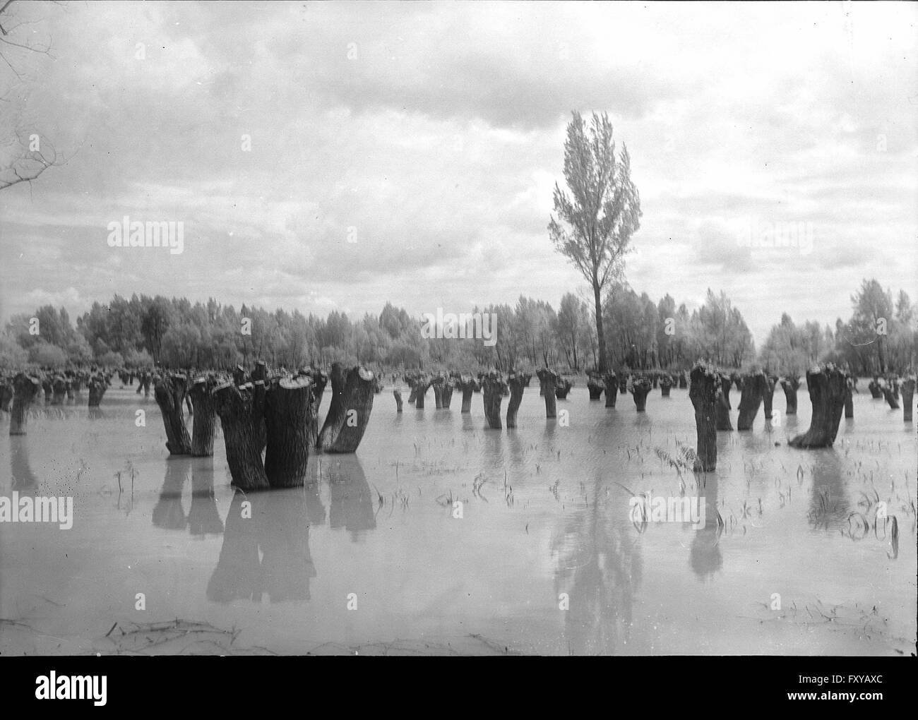 Überschwemmung Im Marchfeld Stockfoto