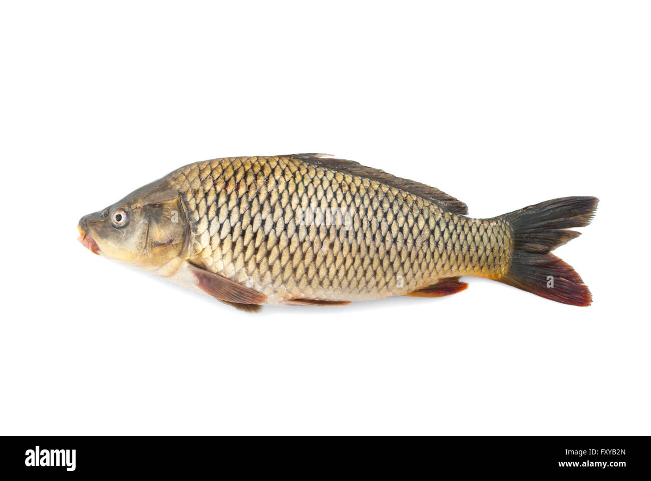Karpfen-Fluss lebenden Fischen auf einem weißen Hintergrund. Stockfoto