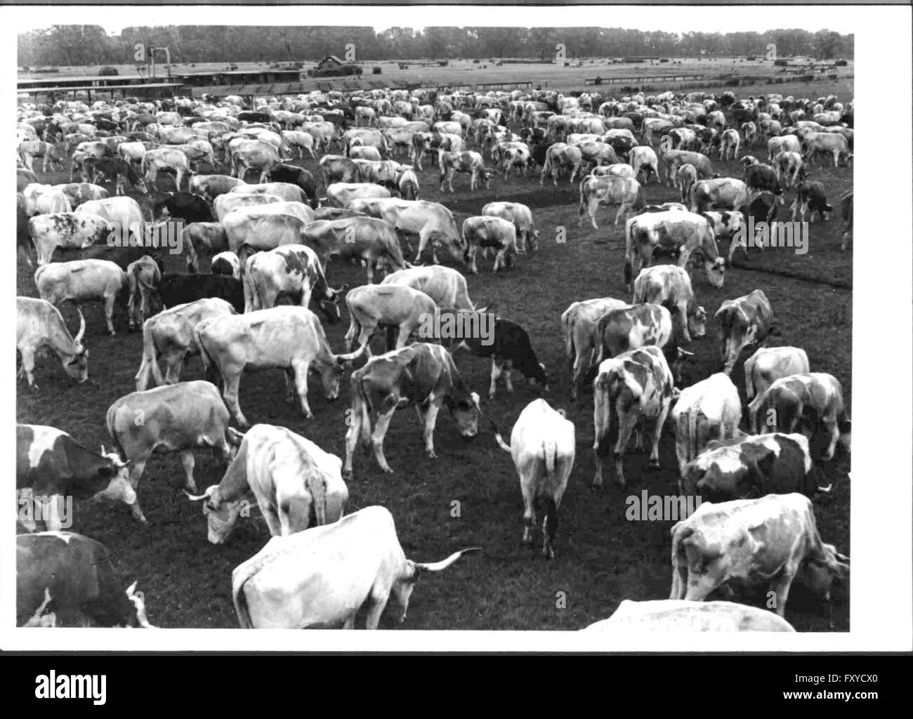 Küchenteam Schlachtrinder in der Freudenau sterben Stockfoto