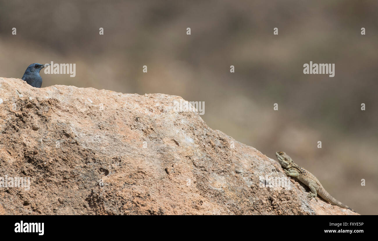 Männlichen blauen Rock Soor Monticola Solitarius stolzierte durch spielte Agama Echse Laudakia Stellio Cypriaca Agia Vavara Zypern Frühling Stockfoto