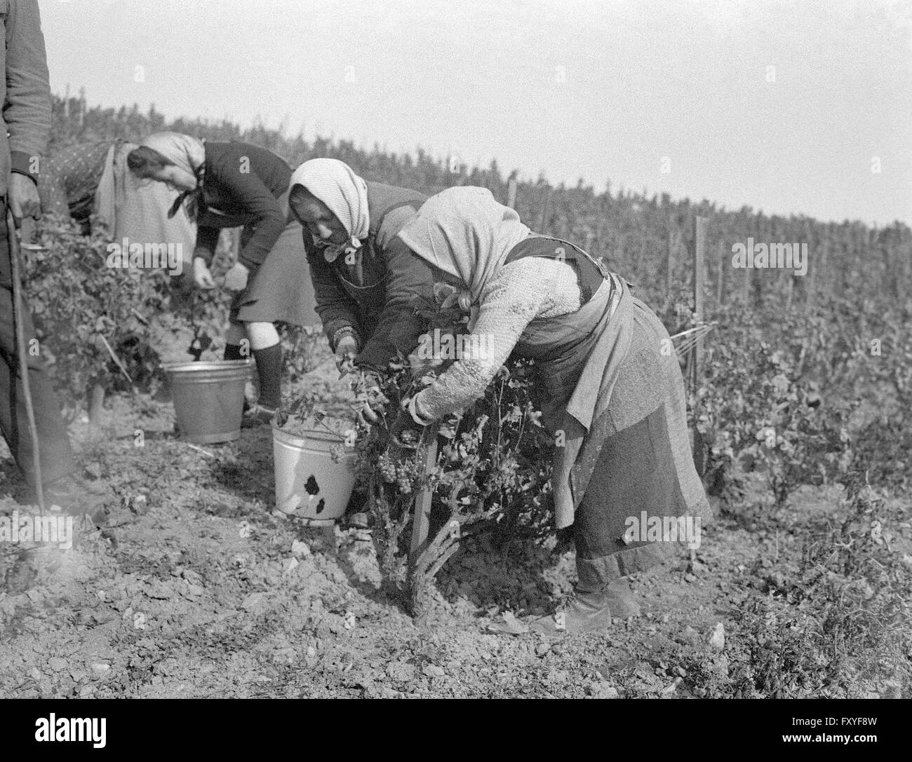 Historische ernte wein Fotos und Bildmaterial in hoher Auflösung Alamy