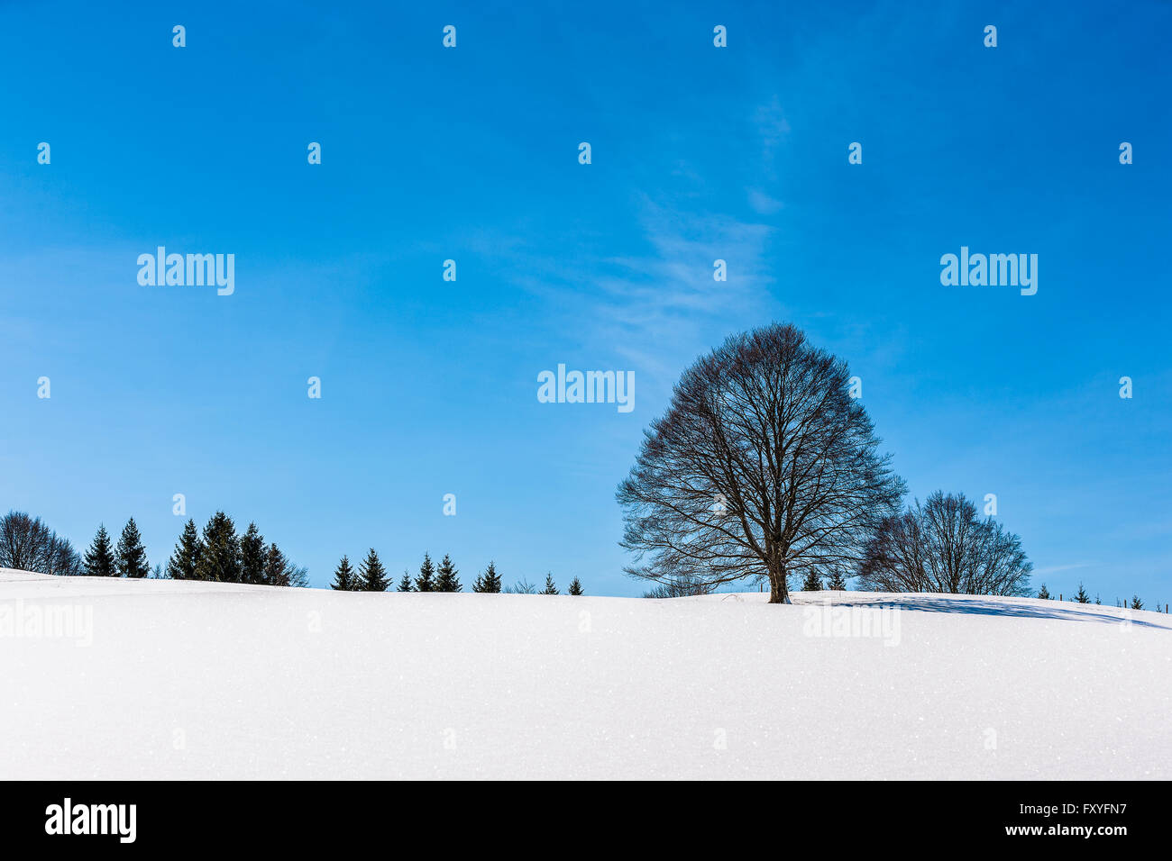 Veneto Cansiglio Alpago Col Indes | Veneto Cansiglio Alpago Col Indes Stockfoto