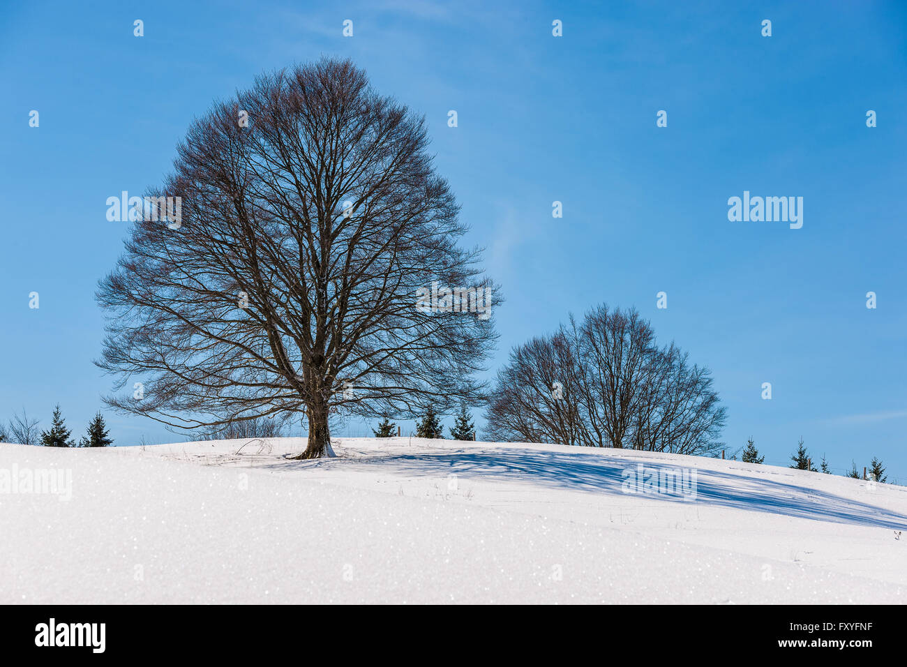 Veneto Cansiglio Alpago Col Indes | Veneto Cansiglio Alpago Col Indes Stockfoto