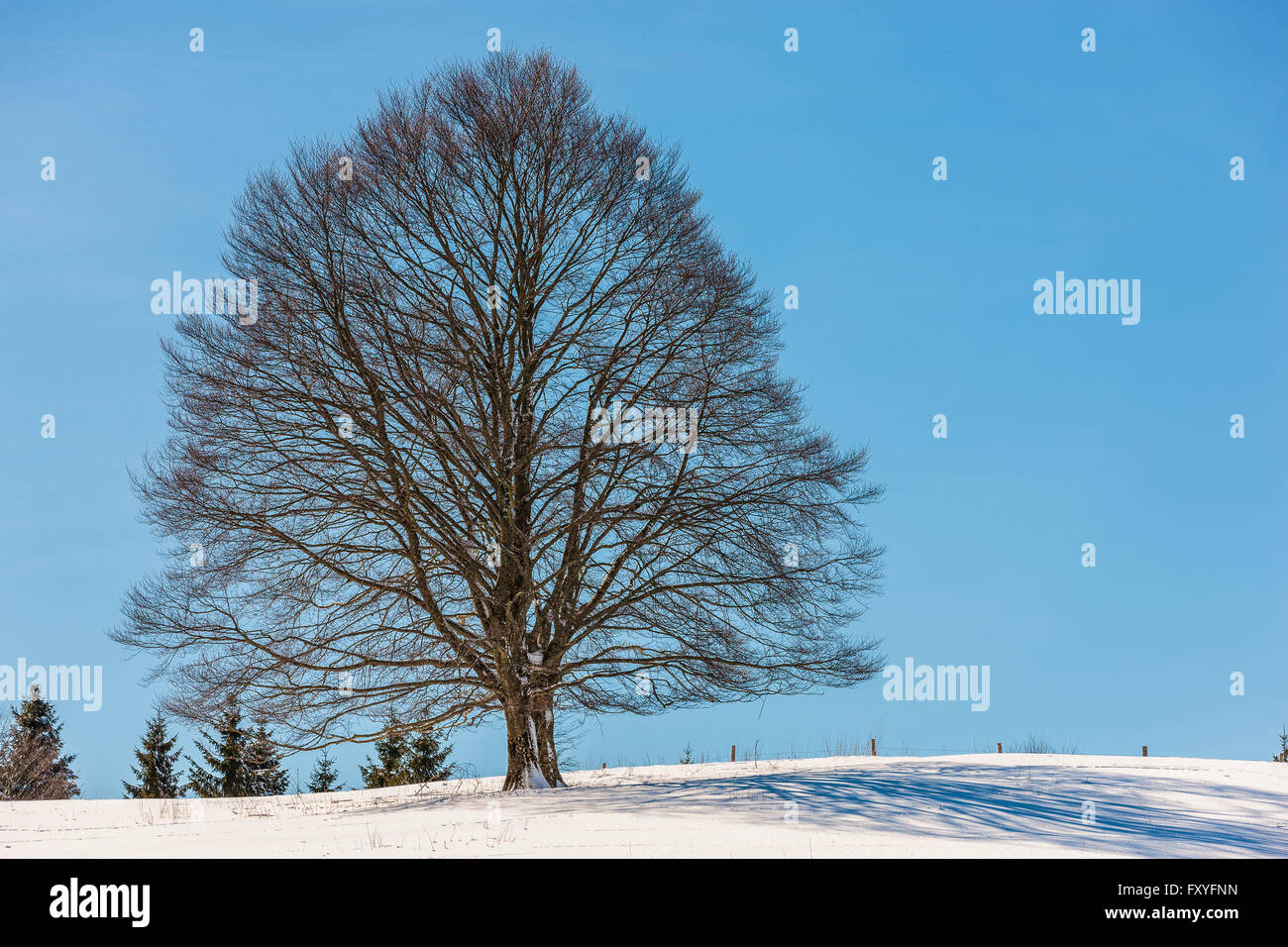 Veneto Cansiglio Alpago Col Indes | Veneto Cansiglio Alpago Col Indes Stockfoto