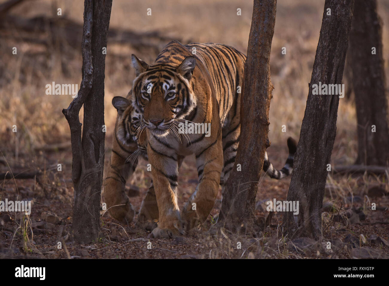 Wilden Bengal Tiger (Panthera Tigris Tigris) Erwachsenfrau zu Fuß in Richtung der Kamera mit ihren jungen Jungen Stockfoto