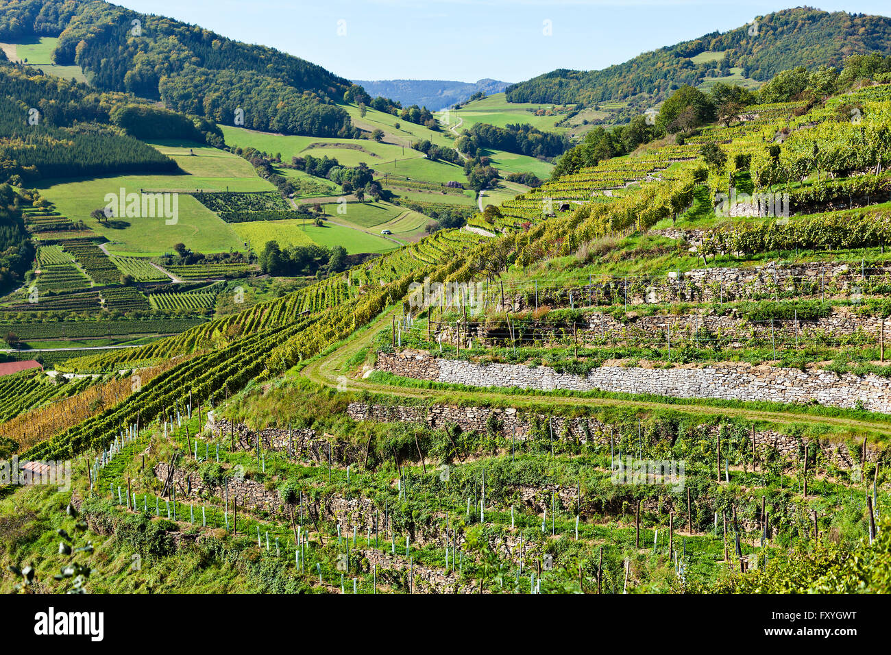 Spitzer Graben, Spitz, Wachau, Waldviertel, Niederösterreich, Österreich Stockfoto