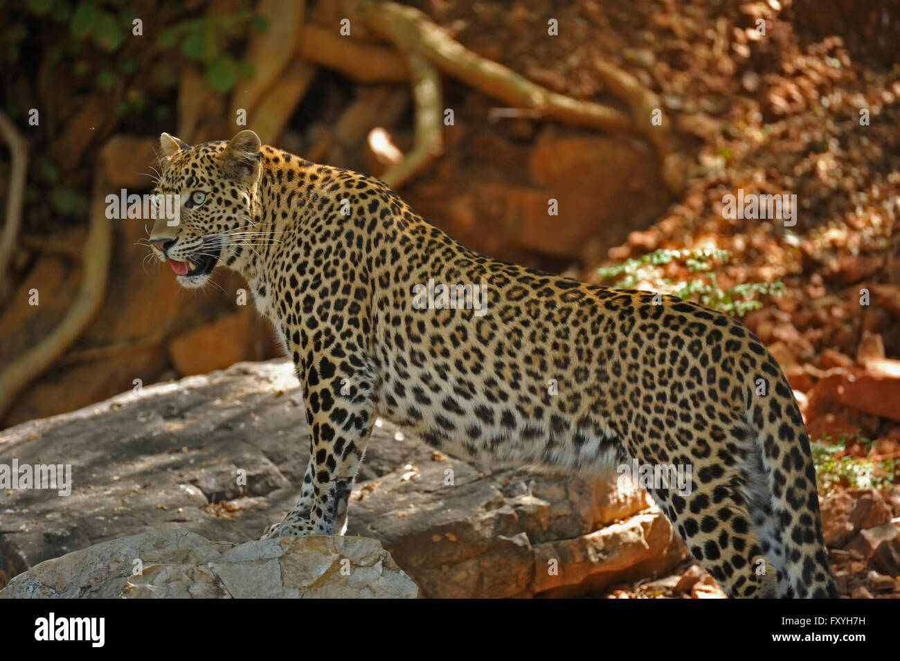 Leopard (Panthera Pardus), Ranthambore Nationalpark, Rajasthan, Indien Stockfoto
