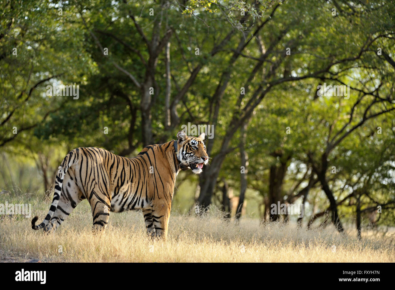 Radio Kragen, indischen oder Bengal-Tiger (Panthera Tigris Tigris) stehen in einem trockenen Laubwald, Ranthambore Nationalpark Stockfoto
