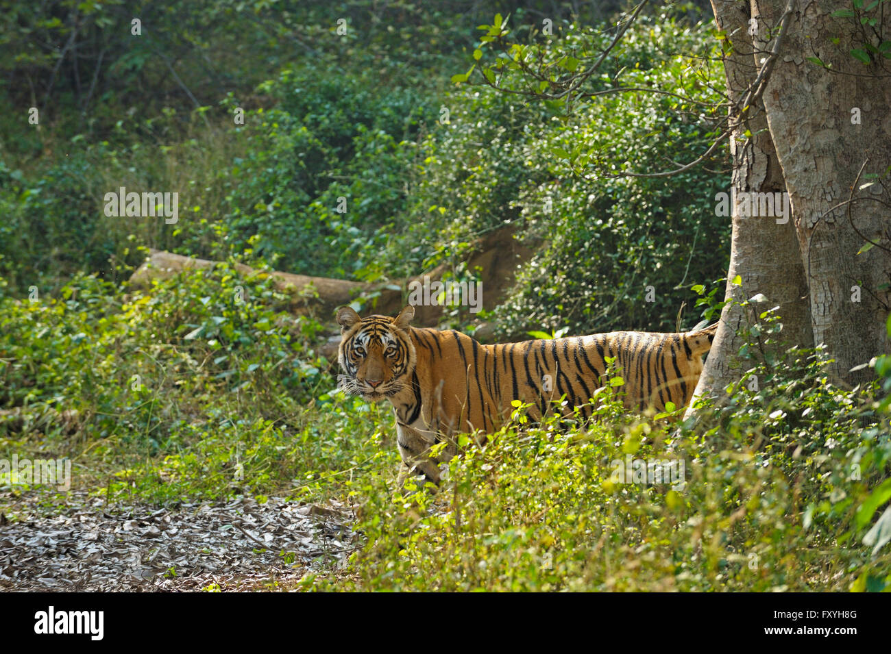 Indische oder Bengal-Tiger (Panthera Tigris Tigris) nach dem Monsun regnet, Ranthambore Nationalpark, Rajasthan, Indien Stockfoto