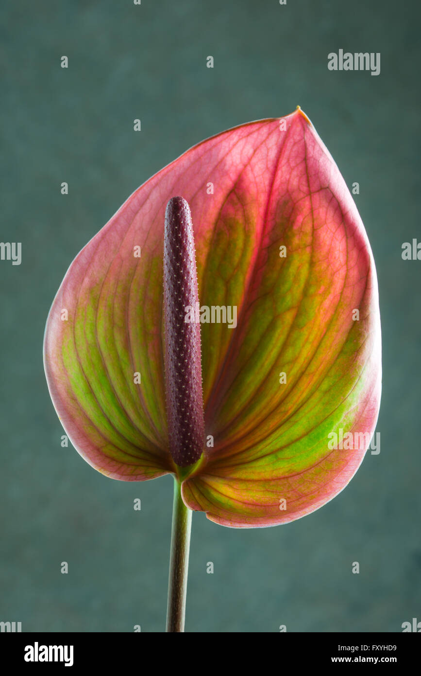 Flamingo-Blume (Anthurium spec.), Deutschland Stockfoto