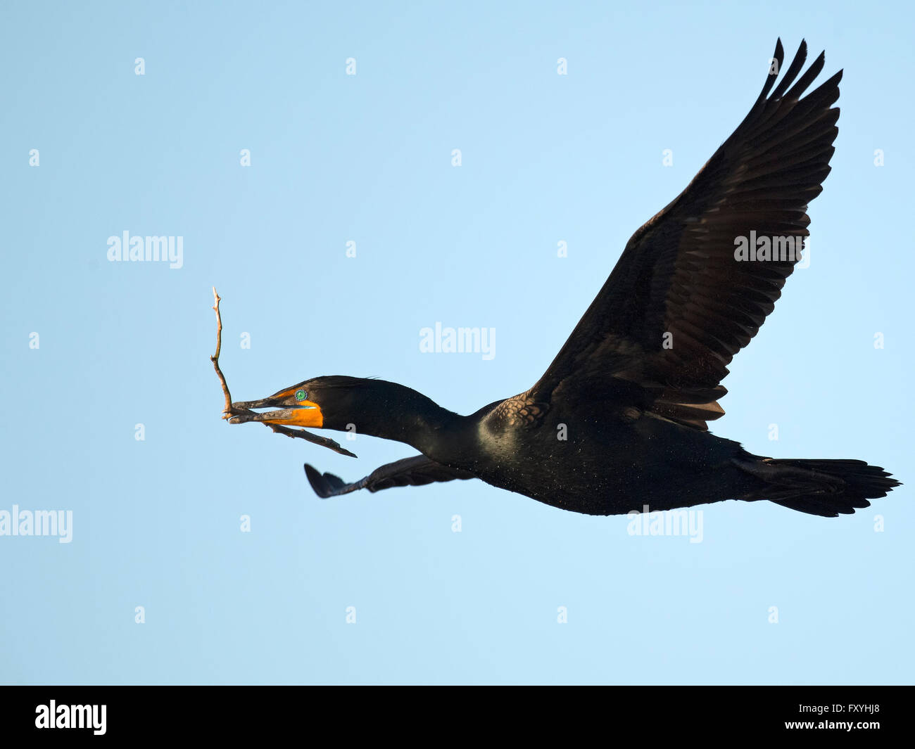 Doppel-crested Kormoran im Flug mit Stick Stockfoto