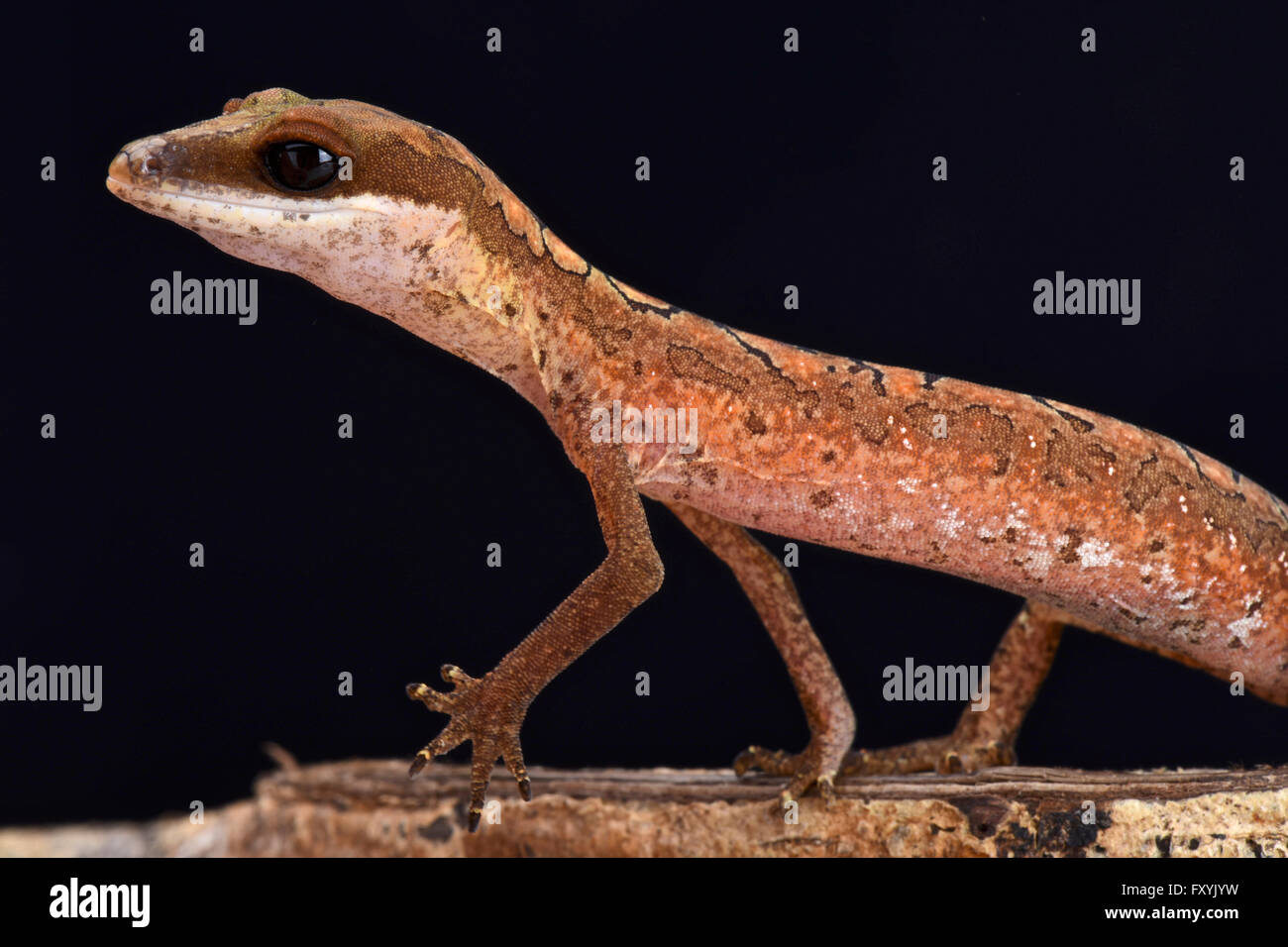 Katze-Gecko (Aeluroscalabotes Felinus Felinus) Stockfoto