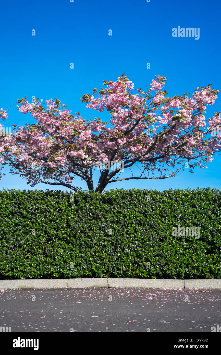 Pflaumenbaum mit rosa Blüten blühen hinter einer Hecke mit einem blauen Himmelshintergrund Stockfoto