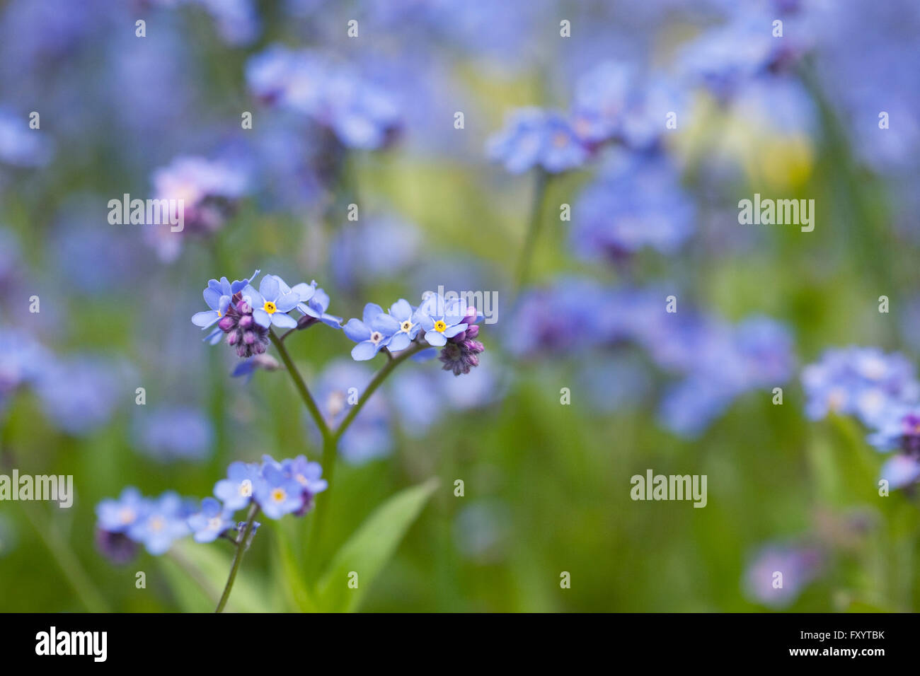 Myosotis Sylvatica. Vergiss mich nicht in einem englischen Garten. Stockfoto
