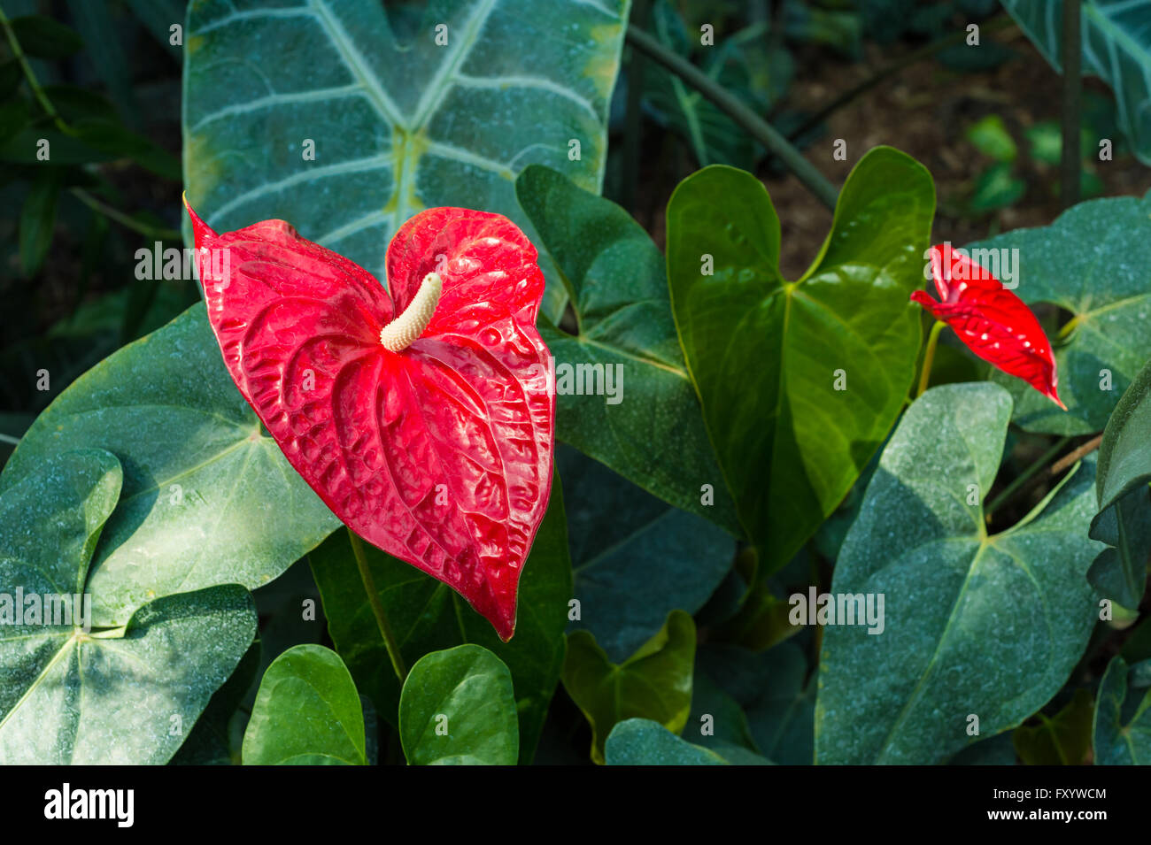 Roten Anthurien Blume (Anthurium Longistamineum) Stockfoto